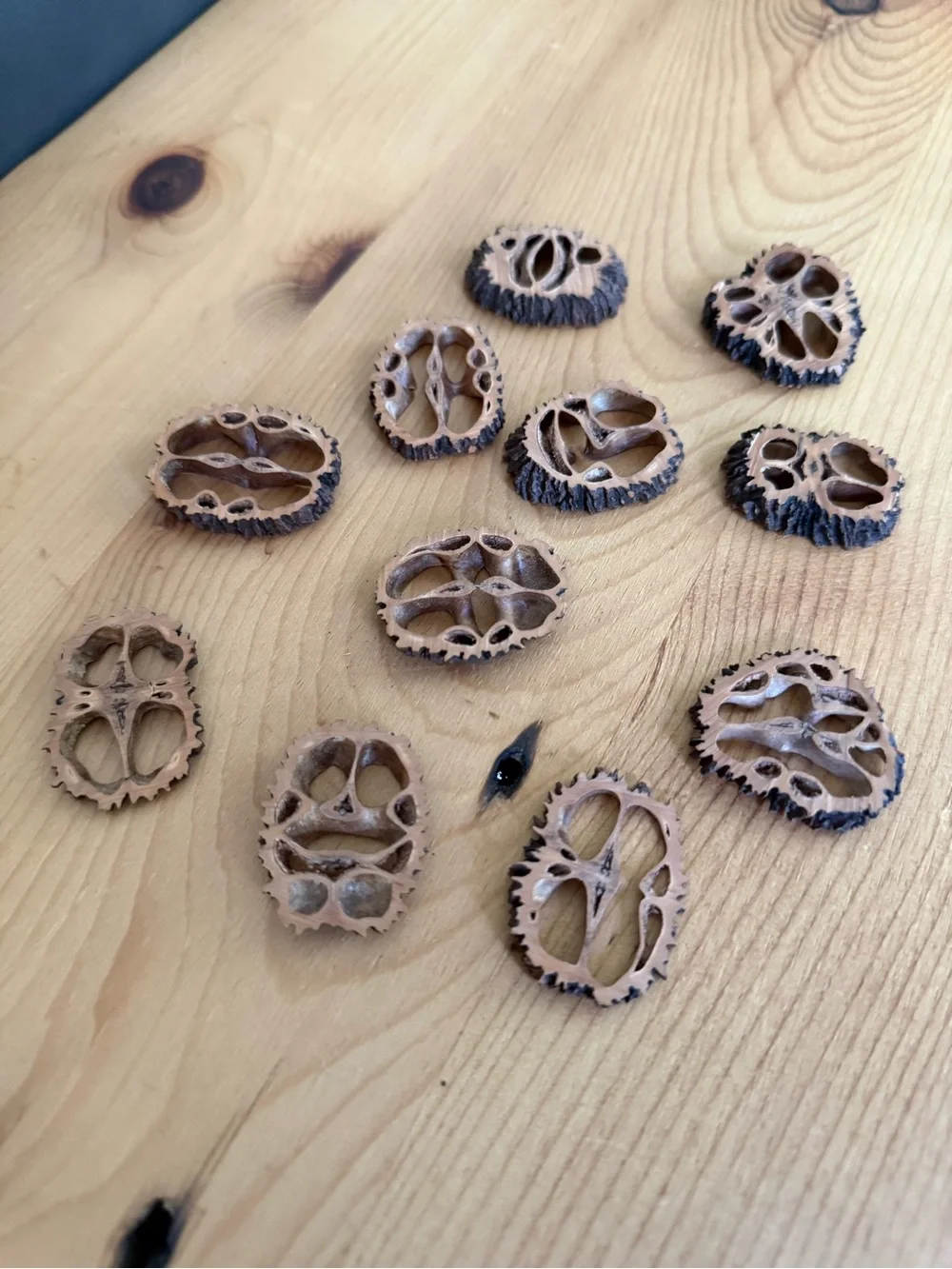 (11) Natural Decorative Walnut Shell Slices - Light Brown with Dark Edges